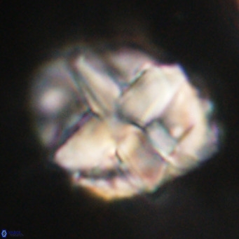 Chiphragmalithus acanthodes VR 30358