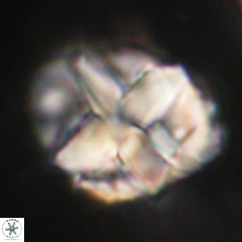 Chiphragmalithus acanthodes VR 30358