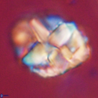 Chiphragmalithus acanthodes VR 30359