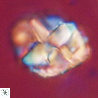 Chiphragmalithus acanthodes VR 30359