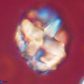 Chiphragmalithus acanthodes VR 30360