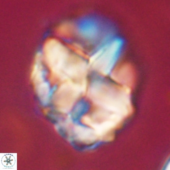 Chiphragmalithus acanthodes VR 30360