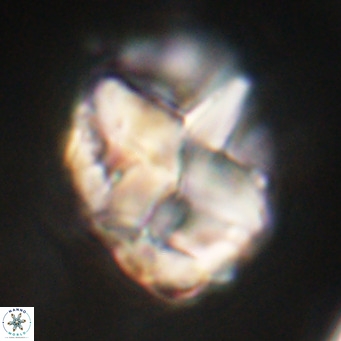 Chiphragmalithus acanthodes VR 30361