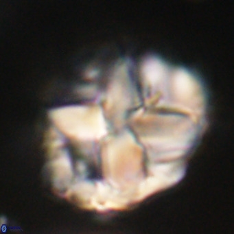 Chiphragmalithus acanthodes VR 30362