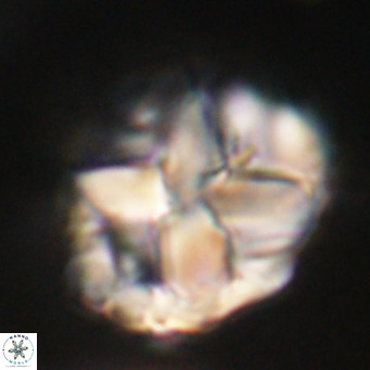 Chiphragmalithus acanthodes VR 30362