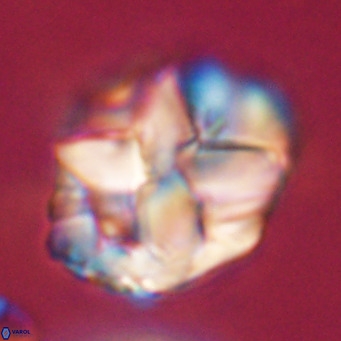 Chiphragmalithus acanthodes VR 30363
