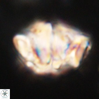 Chiphragmalithus acanthodes VR 30365
