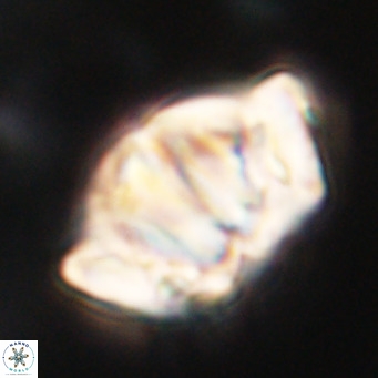 Chiphragmalithus acanthodes VR 30366
