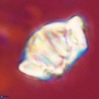 Chiphragmalithus acanthodes VR 30367