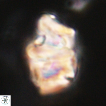 Chiphragmalithus acanthodes VR 30369