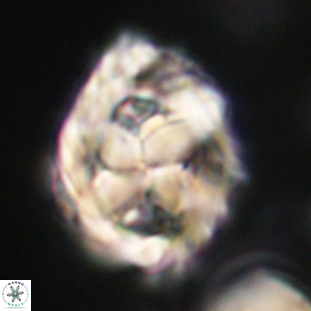 Chiphragmalithus acanthodes VR 30370