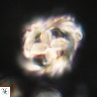 Chiphragmalithus acanthodes VR 30373