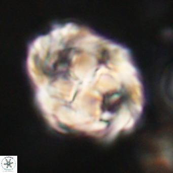 Chiphragmalithus acanthodes VR 30374