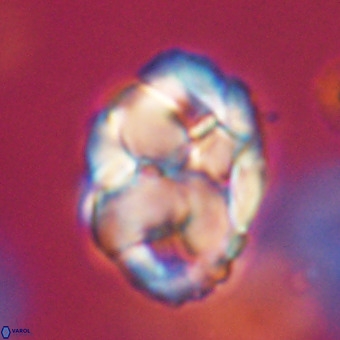 Chiphragmalithus calathus VR 29774
