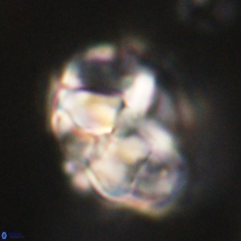 Chiphragmalithus calathus VR 29776
