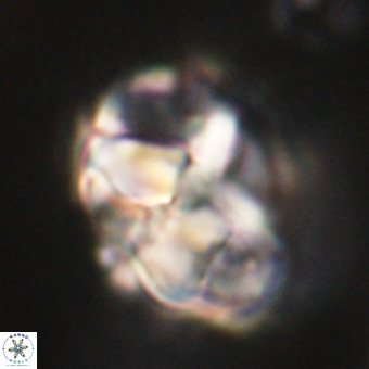 Chiphragmalithus calathus VR 29776