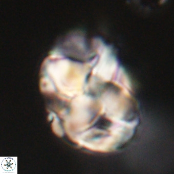 Chiphragmalithus calathus VR 29777