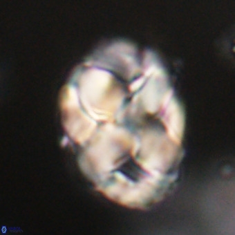 Chiphragmalithus acanthodes VR 29770