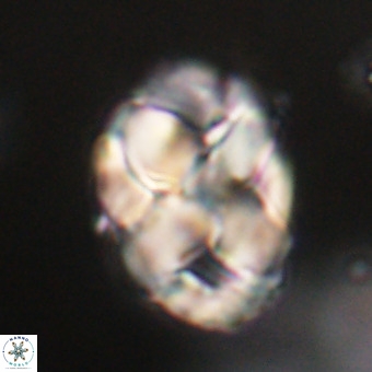 Chiphragmalithus acanthodes VR 29770