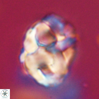 Chiphragmalithus calathus VR 29772