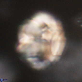 Chiphragmalithus calathus VR 29773