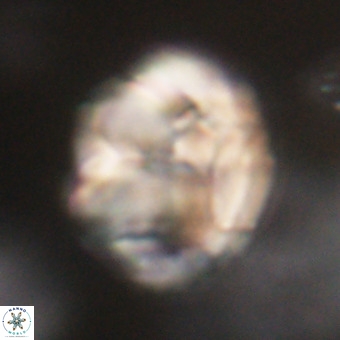 Chiphragmalithus calathus VR 29773