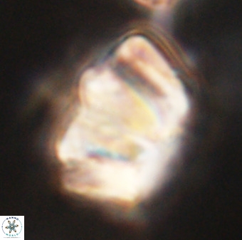 Chiphragmalithus calathus VR 29785