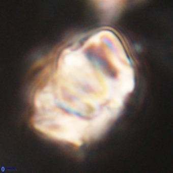 Chiphragmalithus calathus VR 29786
