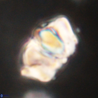Chiphragmalithus calathus VR 29787