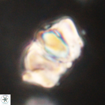 Chiphragmalithus calathus VR 29787