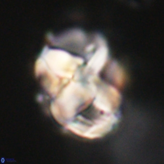 Chiphragmalithus calathus VR 29780