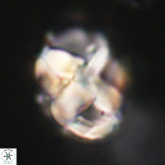 Chiphragmalithus calathus VR 29780
