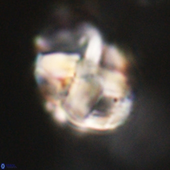 Chiphragmalithus calathus VR 29782