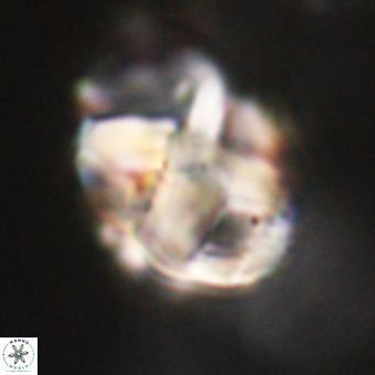 Chiphragmalithus calathus VR 29782