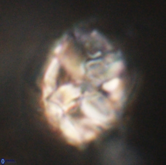 Chiphragmalithus calathus VR 29794