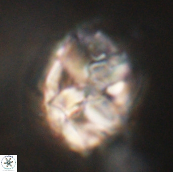 Chiphragmalithus calathus VR 29794