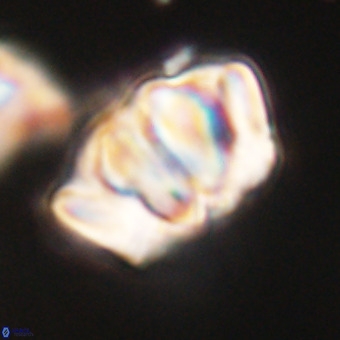Chiphragmalithus calathus VR 29798