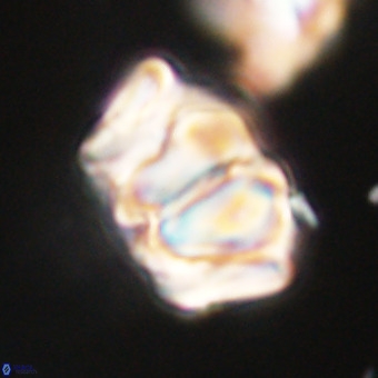 Chiphragmalithus calathus VR 29799