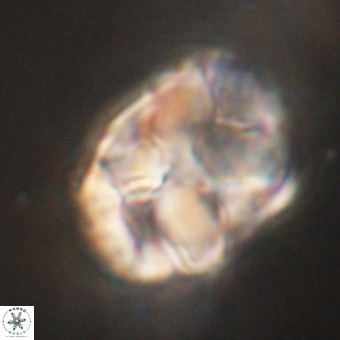 Chiphragmalithus calathus VR 29790