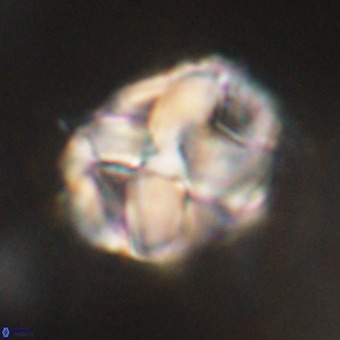 Chiphragmalithus calathus VR 29791