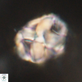 Chiphragmalithus calathus VR 29791