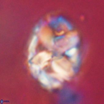 Chiphragmalithus calathus VR 29793