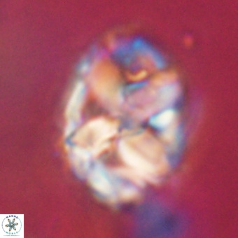 Chiphragmalithus calathus VR 29793