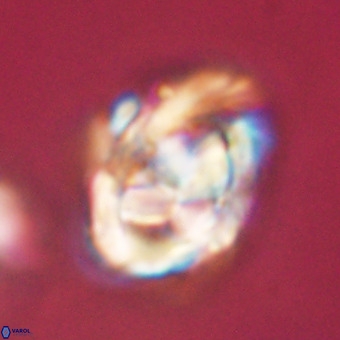 Chiphragmalithus calathus VR 29804