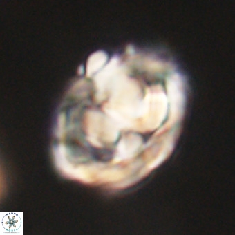 Chiphragmalithus calathus VR 29807