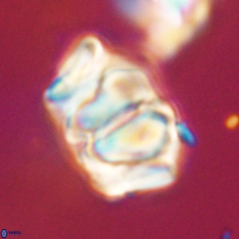 Chiphragmalithus calathus VR 29800