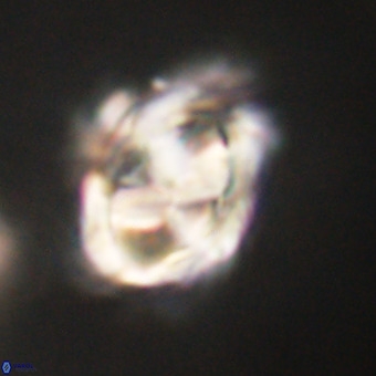 Chiphragmalithus calathus VR 29803