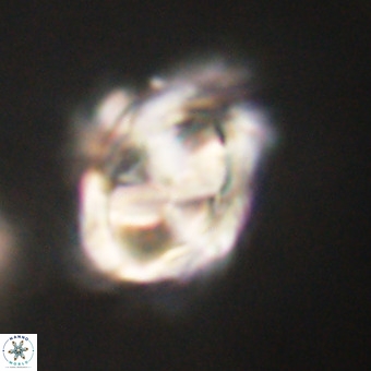 Chiphragmalithus calathus VR 29803