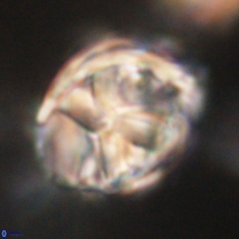 Chiphragmalithus calathus VR 29814