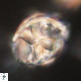 Chiphragmalithus calathus VR 29814